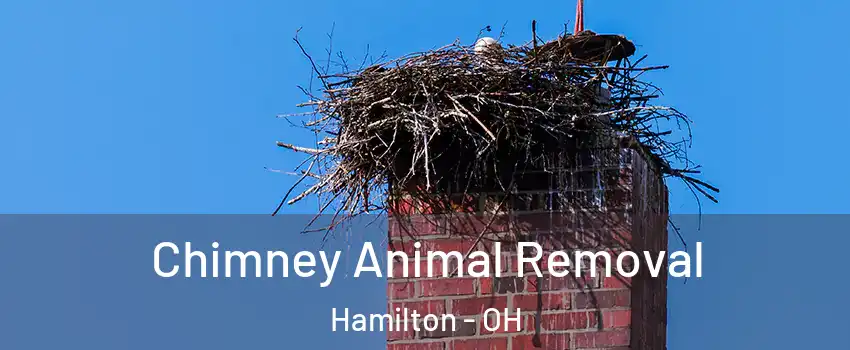 Chimney Animal Removal Hamilton - OH