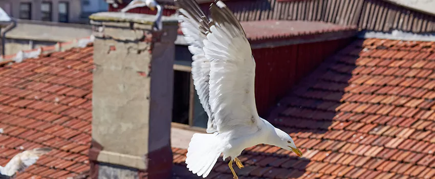 Residential Chimney Animal Removal Solution in Hamilton, OH
